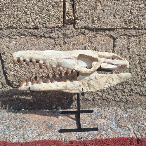 Composite juvenile mosasaur - juvenile,