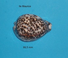 Cypraea  Tigris   Ile Maurice   99,5 mm   XXL