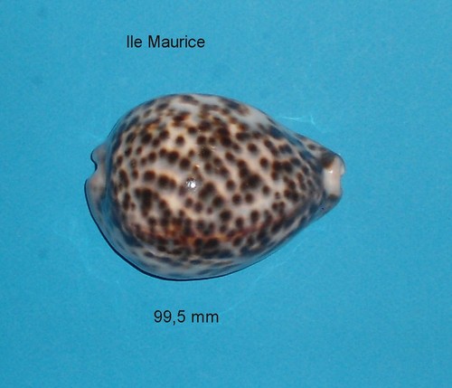 Cypraea tigris ile maurice - ile,