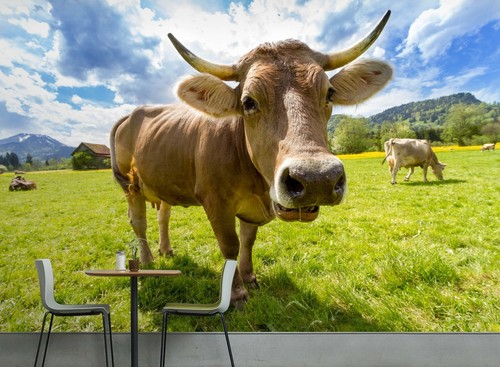 Papier peint animal vache - papier,