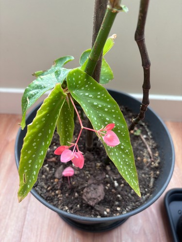 Begonia maculata bouture