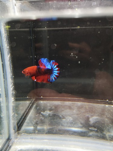Combattant betta splendens - ,