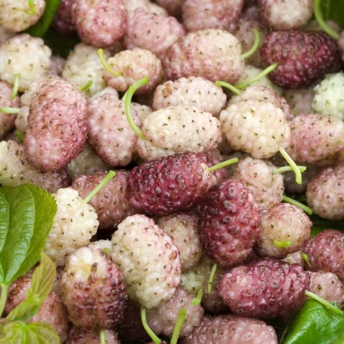 Plante fruitière mûre sang - plante,