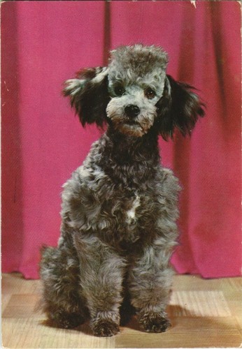 Cpa miniature schnauzer dog - miniature,