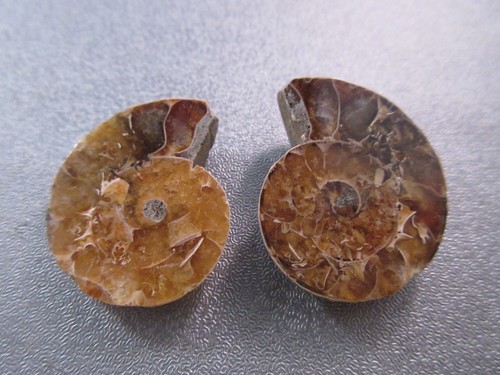 Pair madagascar ammonite - of,
