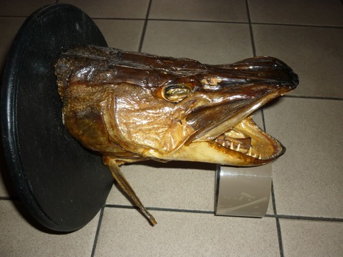 Brochet tête trophée - trophée, de