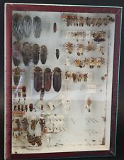 Cabinet de curiosité entomologie insectes boite vitrine Deyrolle ELATERIDAE