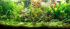 PROMO lot 100 plantes aquarium 13 varietes a racines et tiges  + 20 gratuites 