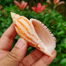 Naturel Volute Conque Coque