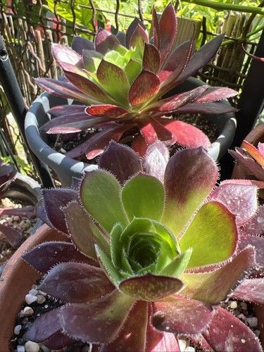 Aeonium fire cracker - fire,