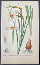 Botanique Narcisse des poètes Gravure couleur de 1893 par Masclef