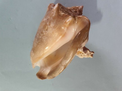 Coquillage brun blanc pour - coquillage,