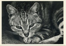 CPSM / CARTE POSTALE / CHAT / CAT / ILLUSTRATEUR OLGA GAUPMANN / BENGALE 1988