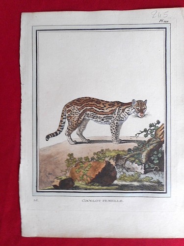 245 gravure xviiie histoire - 245,