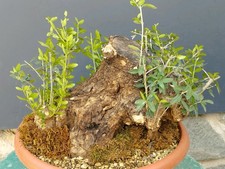 Bonsaï olivier 27 x 30 cm en