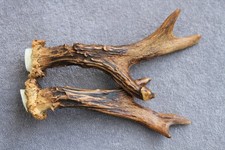 Paire de bois de chevreuil –