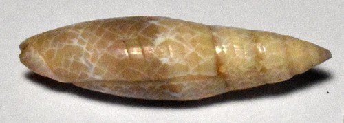 Sea shell coquillages - sea,