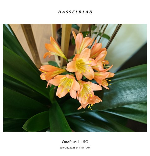 One adult clivia plant yellow - one,