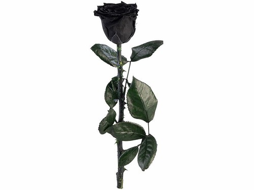 Rose éternelle avec tige - ,