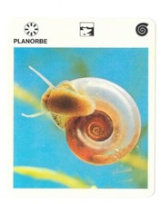 Fiche - Le livre de Paris - 1975 - Planorbe