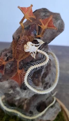 Curiosité taxidermie - curiosité, ,
