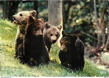 Animaux - Ours - Réserve