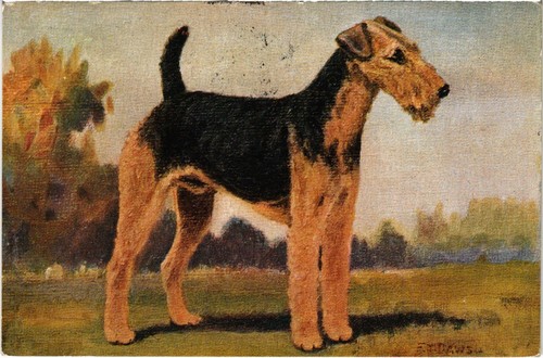 Cpa airedale terrier - ak,