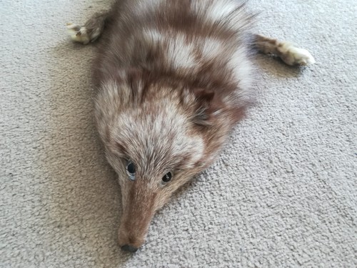 Peau renard gris argenté - peau,
