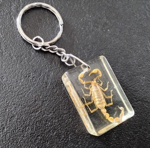 Porte clés véritable animal - porte,
