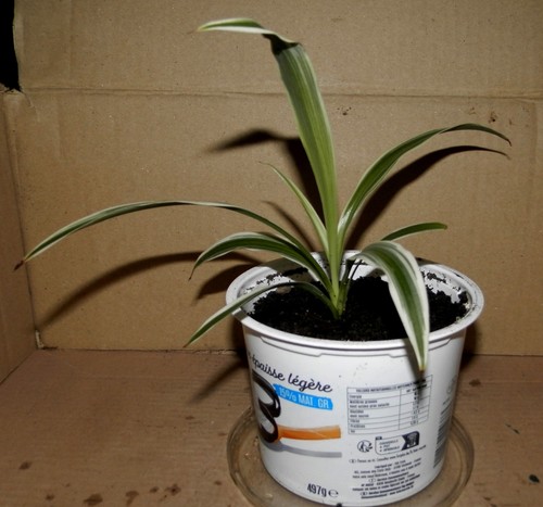 Jeune chlorophytum 3 - jeune,