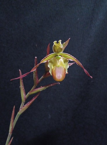 Phragmipedium longifolium