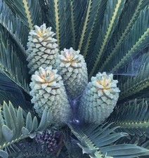 Encephalartos dyerianus - Cycad de Dyer | Encephalartos de Dyer