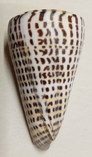 Conus litteratus
