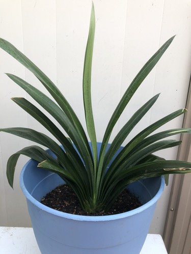 Large clivia miniata bush - clivia,