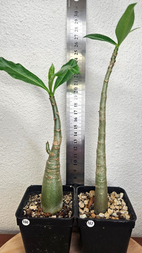 Adenium arabicum 2 - adenium,