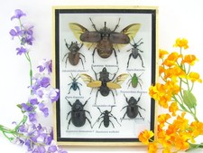 Insectes 3D - exotiques réel