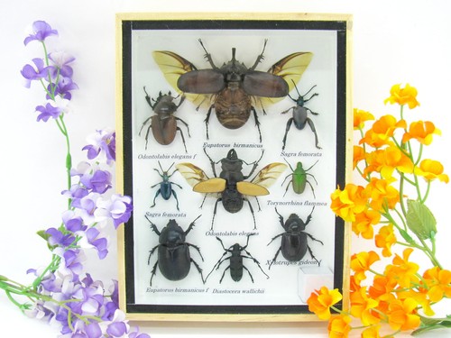 Insectes exotiques réel - insectes, 3d