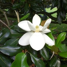 Magnolia grandiflora 'Exmouth' - Magnolia persistant d'été tardif
