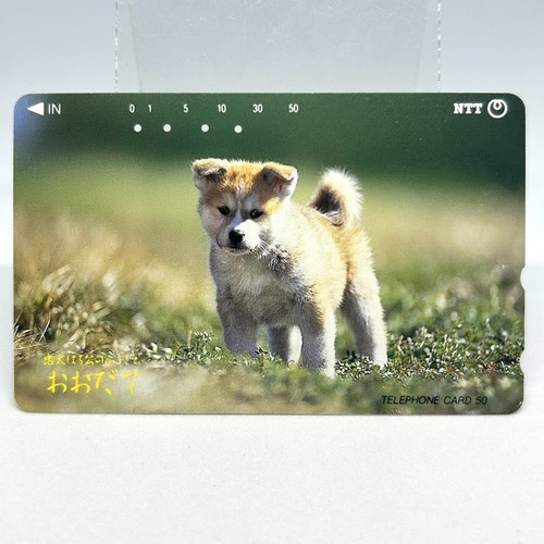 Akita inu puppy - inu,