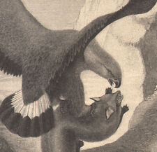 1887 Gravure originale Aigle royal prédation d'un renard oiseau ornithologie