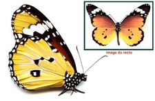 Danaidae - DANAUS CHRYSIPPUS