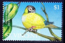 Parrot, Nanday Parakeet