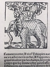 Rare Éléphant 1557