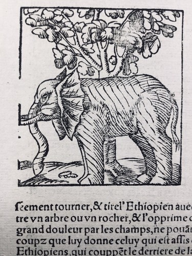 Rare éléphant 1557 - rare,