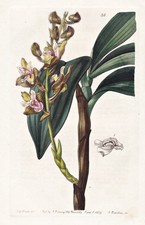 Eria Ferruginea Inde Orchidée Fleur Botanique Edwards Gravure Sur Cuivre 1839