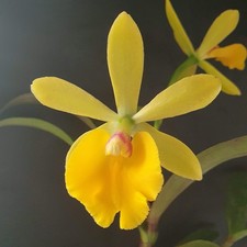 Epicattleya rené marques x