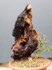 Bonsaï olivier 38 x 21 cm