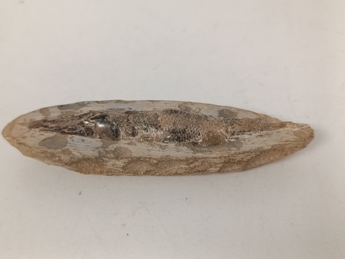 Fossile poisson rhacolepsis - de,
