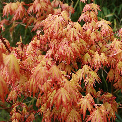 Acer palmatum orange - acer, dream'