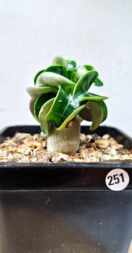 Adenium dha thai medusa - x, medusa'